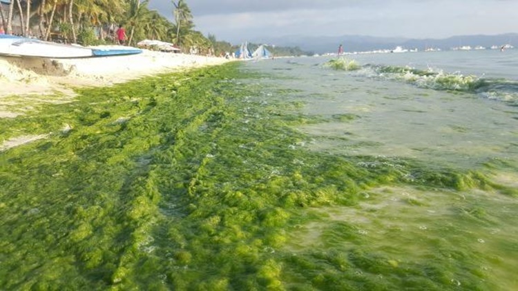 Green Algae