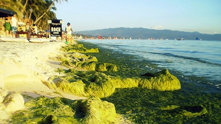 Green Algae