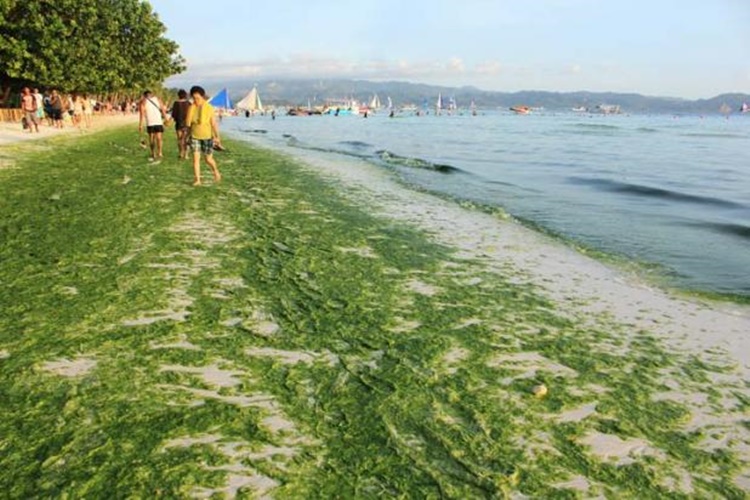 Scientist  Boracay Residents Can Use Green Algae Source Livelihood