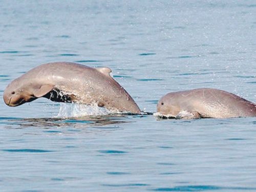 Irrawaddy Dolphins Spotted In Coastal Waters Of Negros Occidental