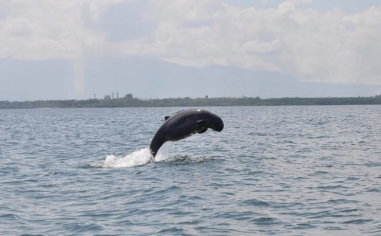 Irrawaddy Dolphins