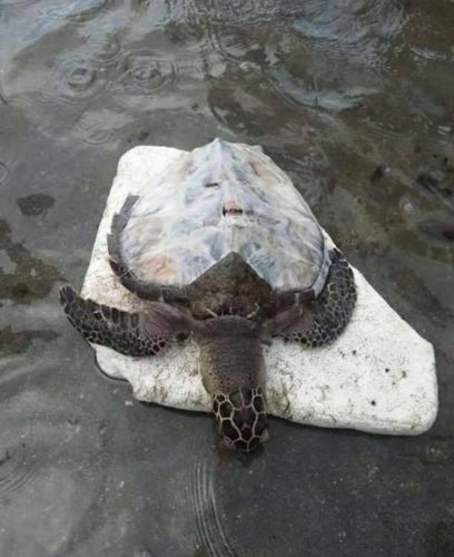 Endangered Hawksbill Turtle