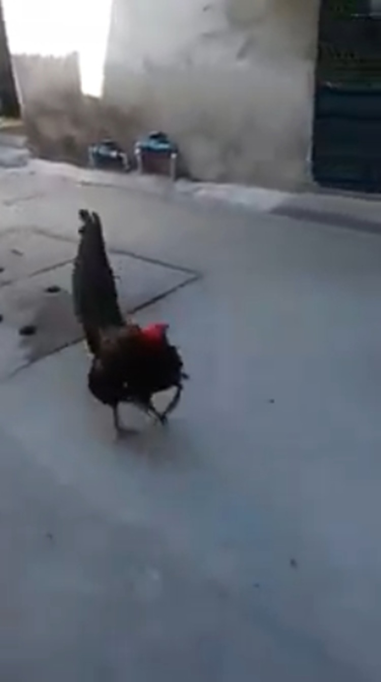 Amazing Rooster