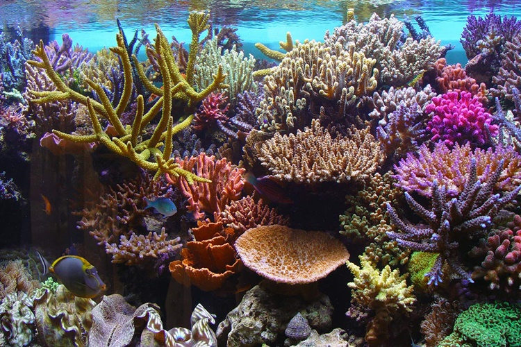 philippine-corals-being-sold-at-long-beach-washington-shop