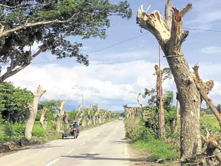 Bago City Trees