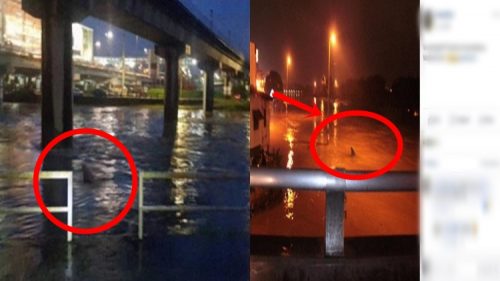 Mysterious Sea Creature