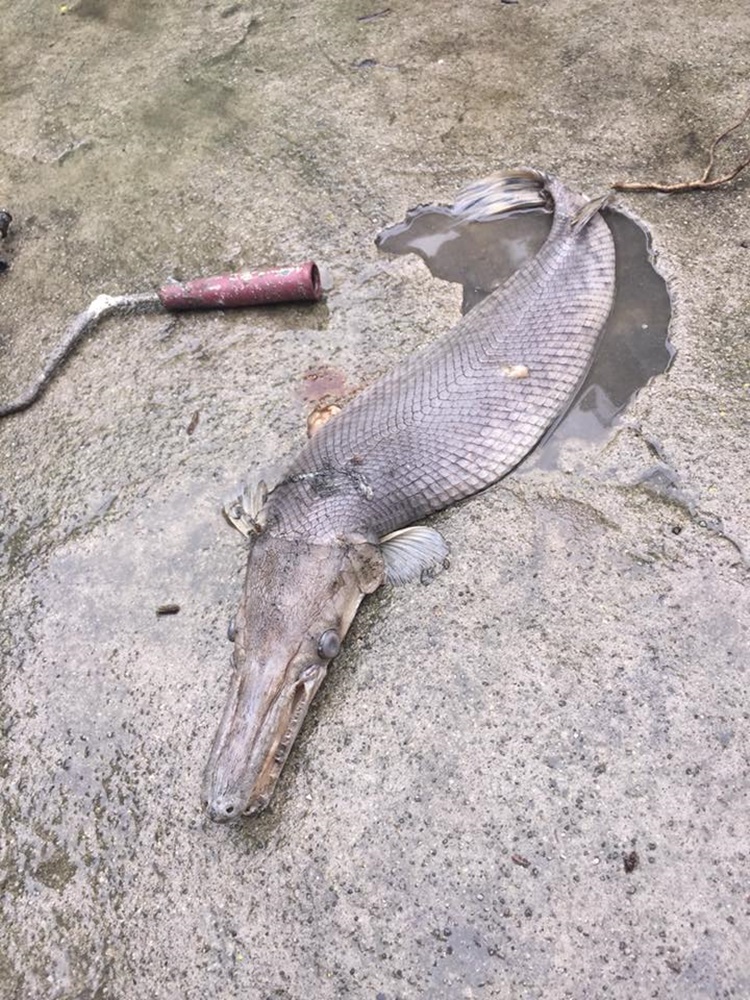 Rare Species Of Monster Fish Appears After Typhoon Ompong