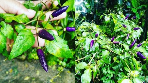 Purple Chili