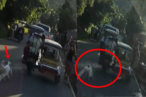 Rude Tricycle Driver