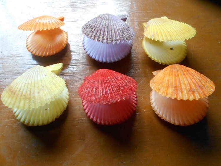 Expensive Scallops In Visayan Sea Bought From Fishermen For Only P1