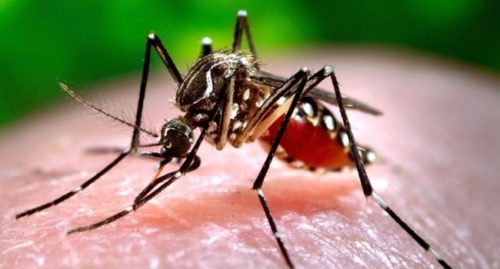 MALARIA