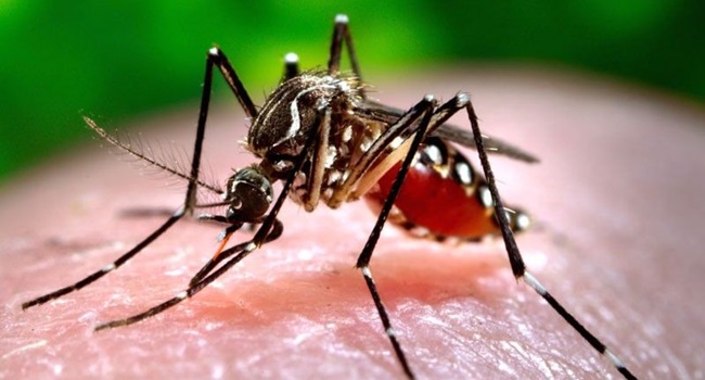 MALARIA