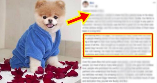 Boo the Pomeranian 1