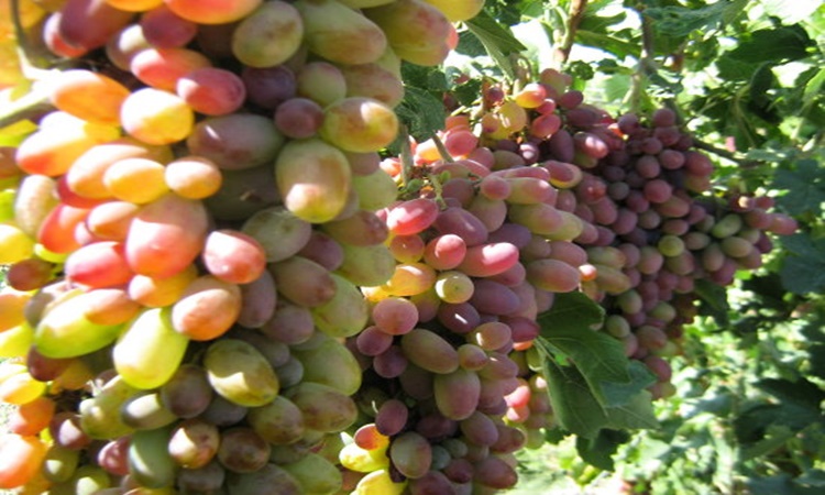 Needles in grapes 1
