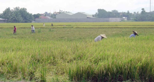 PALAY