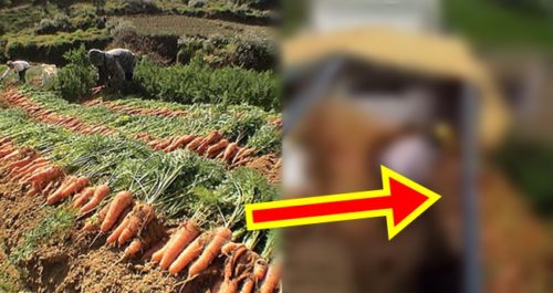 carrots in Benguet 1