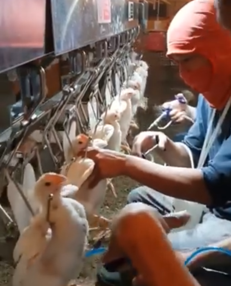 Broiler Chickens
