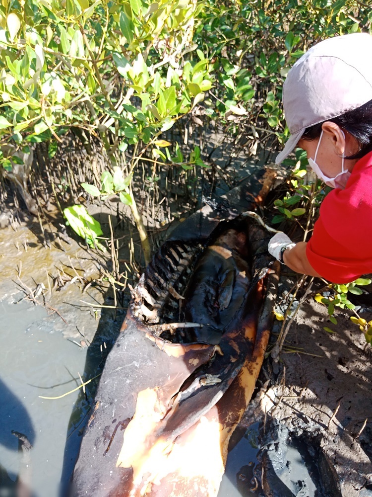 Pregnant Irrawaddy Dolphin