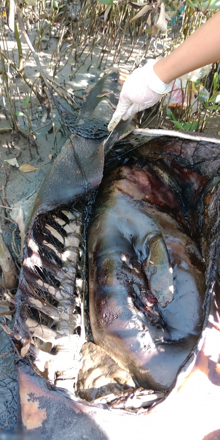 Pregnant Irrawaddy Dolphin