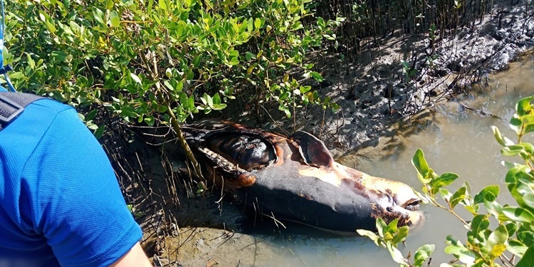 Pregnant Irrawaddy Dolphin