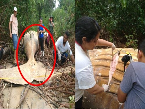 Giant Humpback Whale