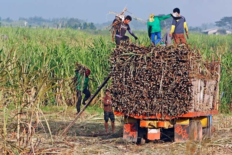 Sugarcane Field