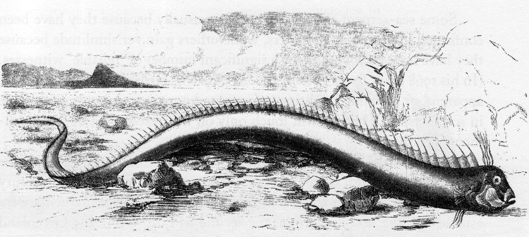 Unusual Oarfish