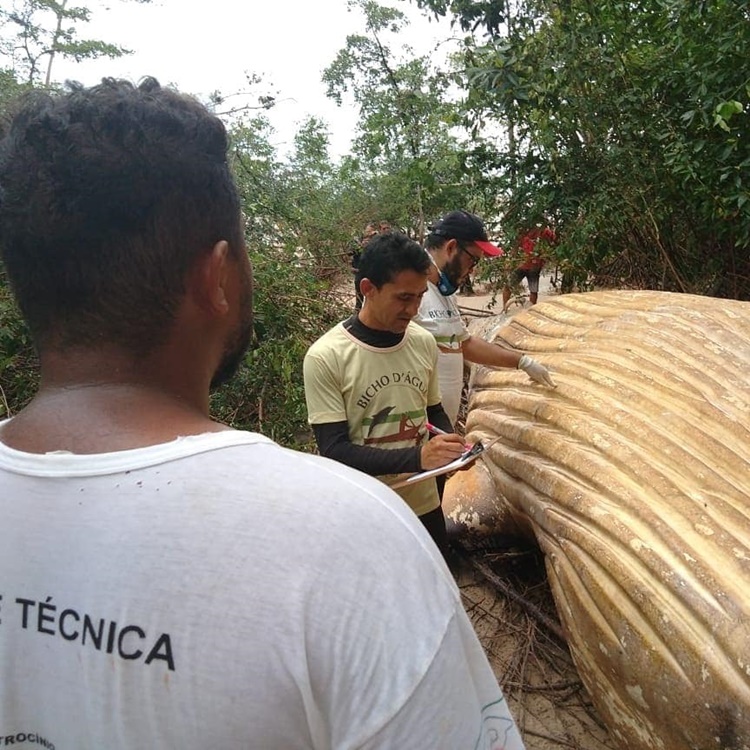 Giant Humpback Whale Mysteriously Found Dead In Amazon Jungle