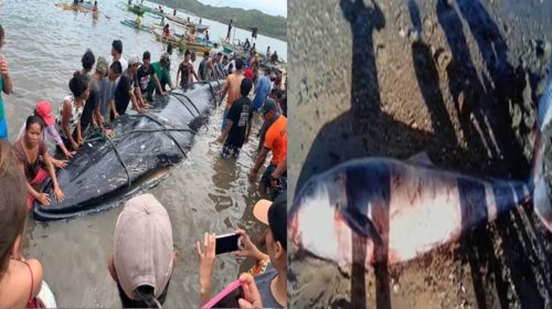 Baleen Whale