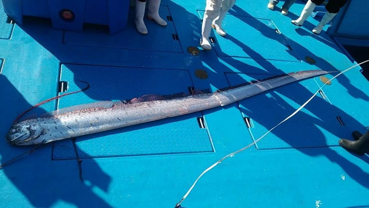 Unusual Oarfish