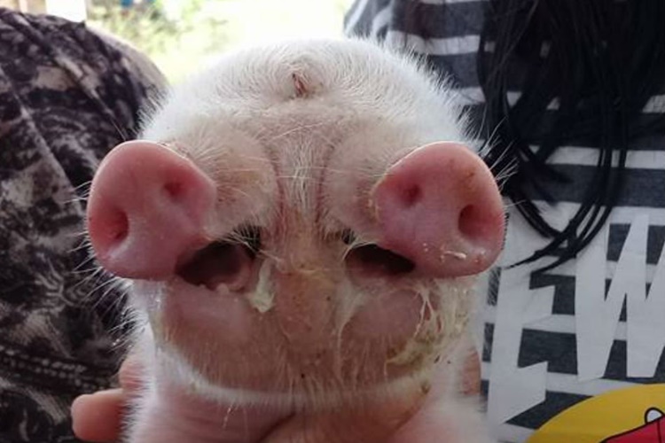 Two-Headed Pig