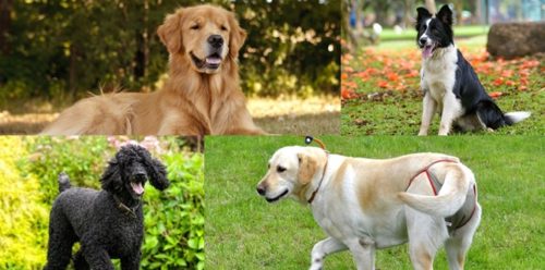 Most Intelligent Dogs