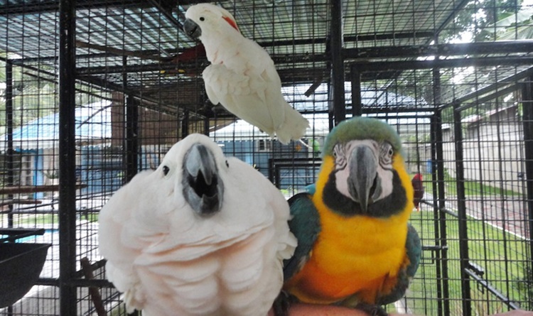 Parrot Resort