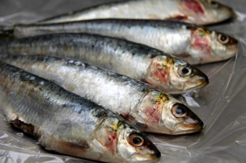 New Sardine Species