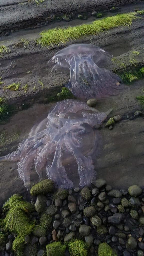 Jellyfish