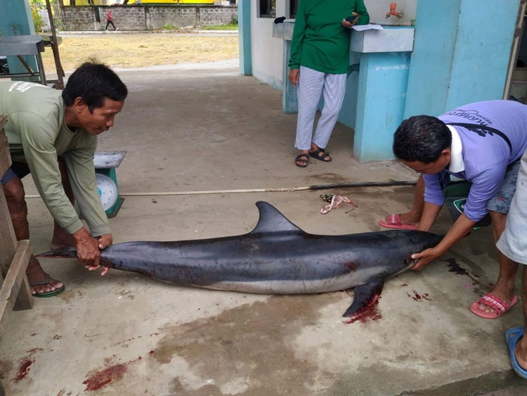 Stranded Spinner Dolphin Found Dead in Northern Samar