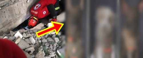 Fur Heroes chuzon market pampanga K9