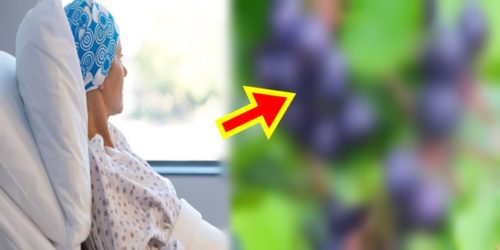 Aronia super berry 1