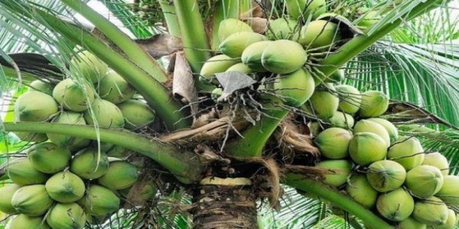 Philippines To Export Coconuts To US Markets | PhilNews