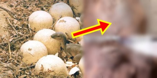 Dinosaurs eggs - four students in china