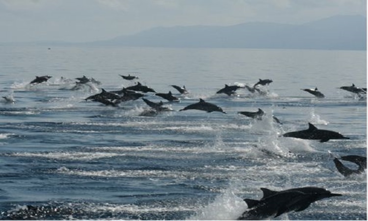 Dolphins