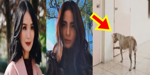 Heart Evangelista and Lovi Poe on loyal dog