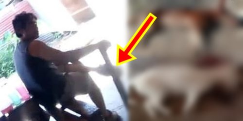 Landlord beat dogs 1