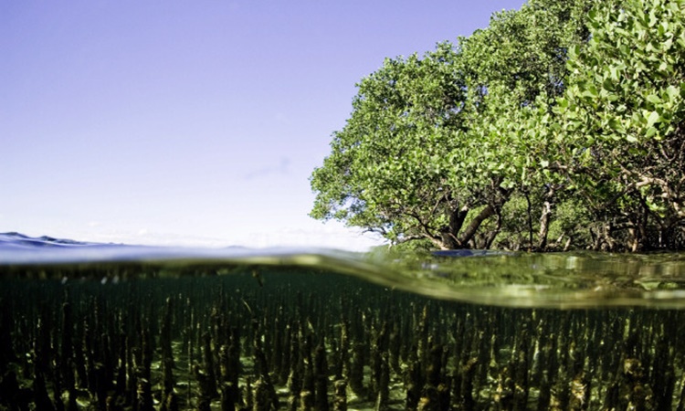 Mangroves