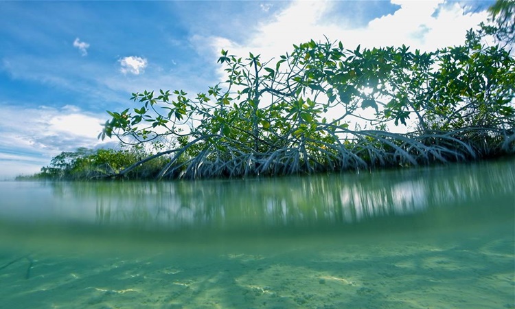UP-Researchers-on-blue-carbon