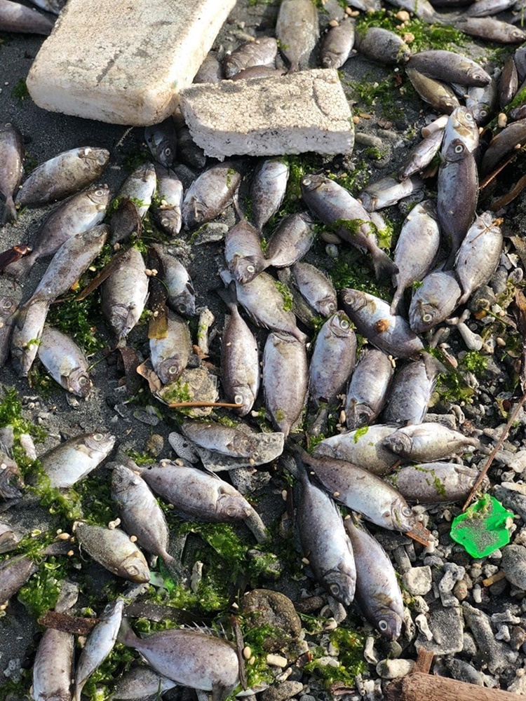 Dead Danggit Fish