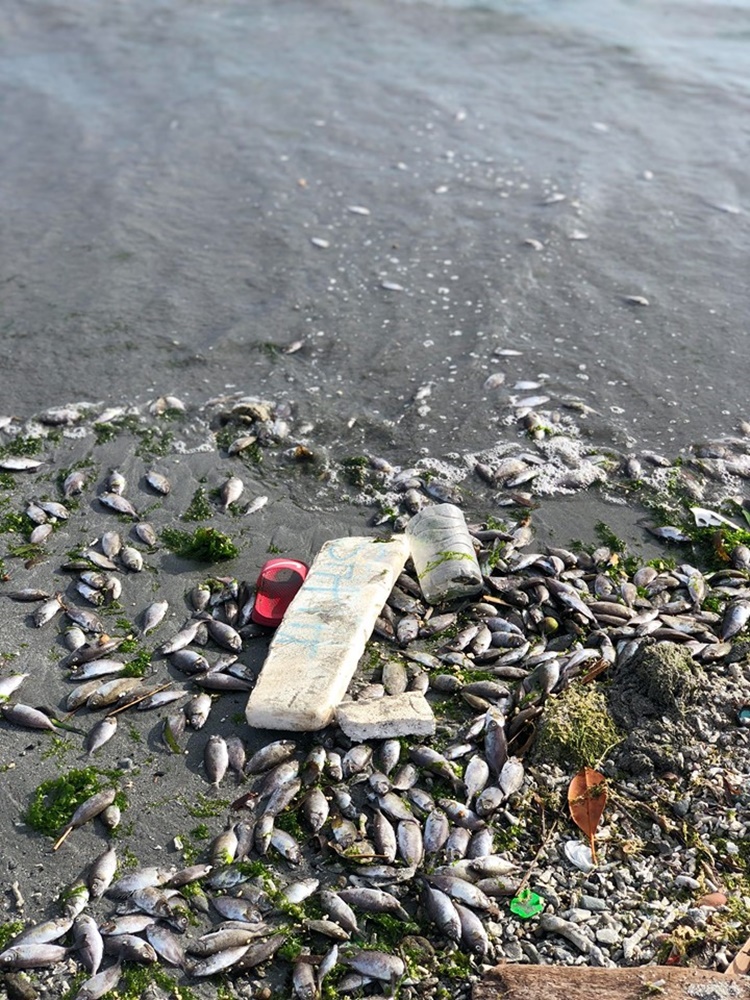 Dead Danggit Fish
