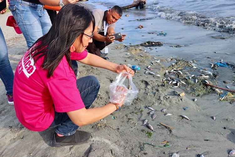 Dead Danggit Fish
