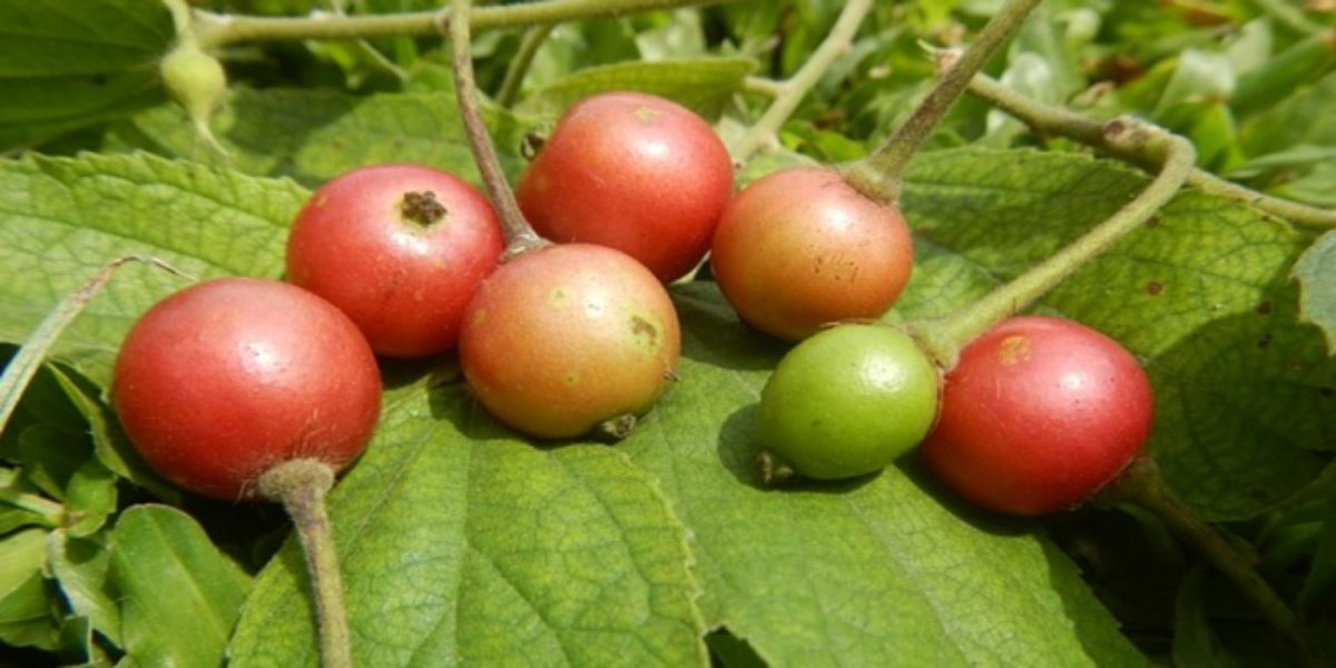 What Are MANSANITAS? - Fruits Of The Philippines!