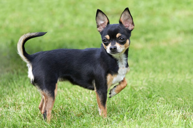 Smallest Dog Breeds